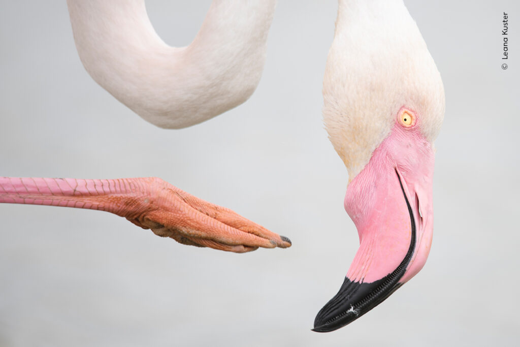A MILANO la mostra del 61° WILDLIFE PHOTOGRAPHER OF THE YEAR ...