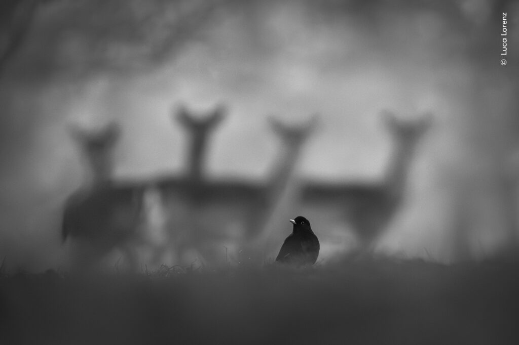 A MILANO la mostra del 61° WILDLIFE PHOTOGRAPHER OF THE YEAR ...