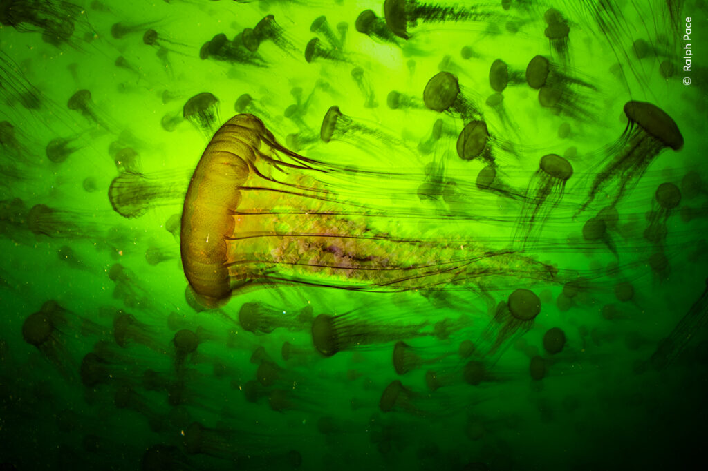 A MILANO la mostra del 61° WILDLIFE PHOTOGRAPHER OF THE YEAR ...